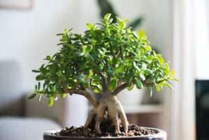 bonsai jade tree