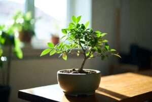 bonsai tree in pot