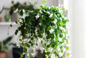 bridal veil plant