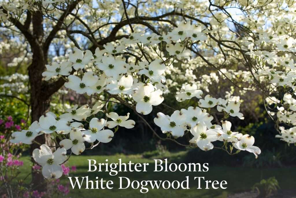 brighter blooms white dogwood tree