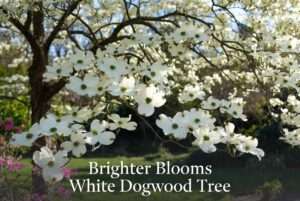 brighter blooms white dogwood tree