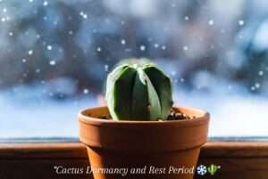cactus dormancy and rest period