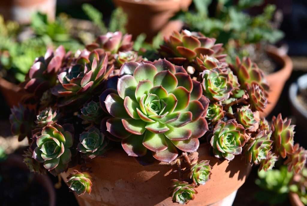 chicks and hens plants