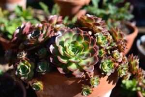 chicks and hens plants