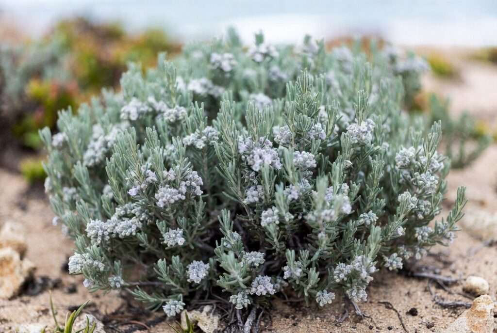 coastal rosemary plant
