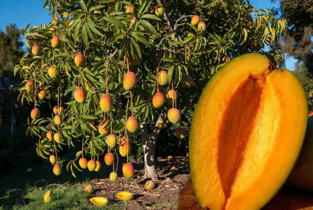 coconut cream mango tree