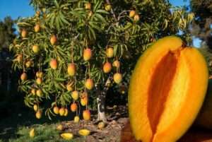 coconut cream mango tree