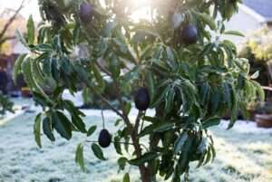 cold hardy avocado tree