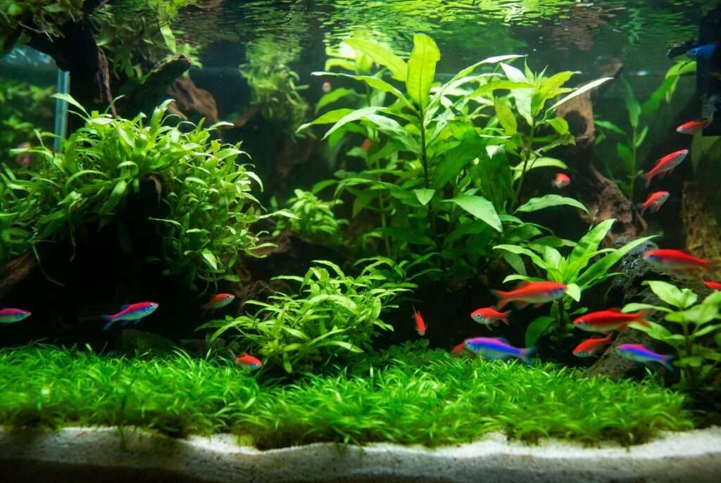 common aquarium plants