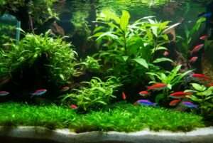 common aquarium plants