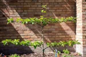common mistakes in early espalier training