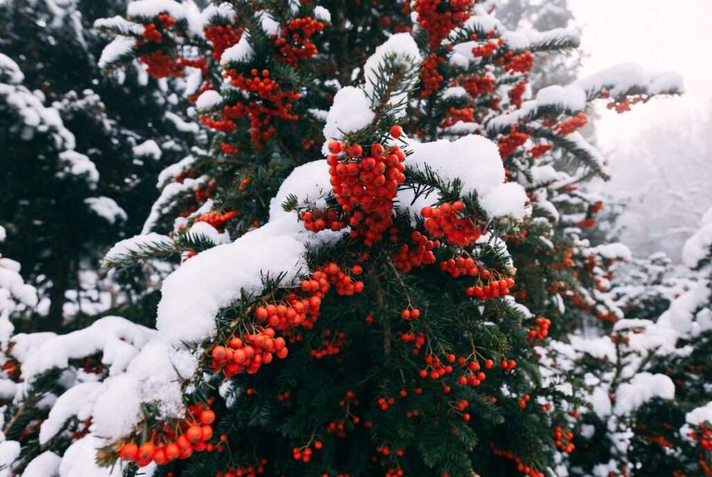 coniferous trees with red berries
