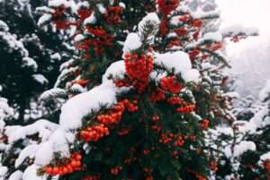 coniferous trees with red berries