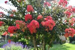 crape myrtle watermelon red
