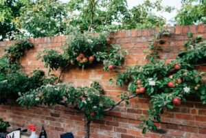 disease management in tightly trained trees