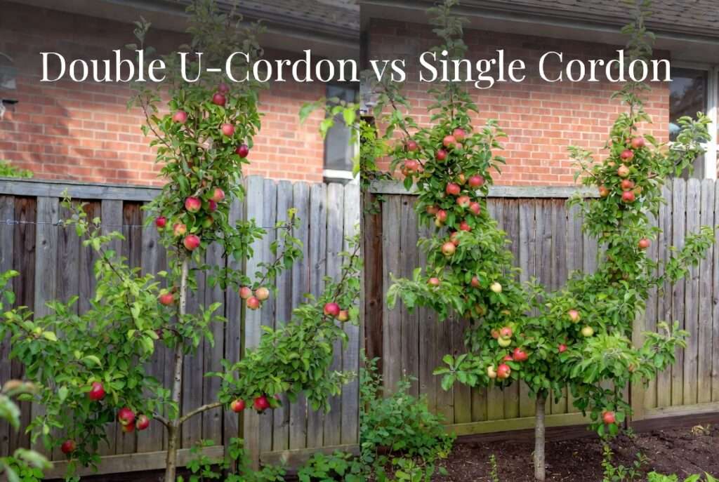 double U-cordon vs. single cordon styles