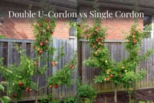double U-cordon vs. single cordon styles
