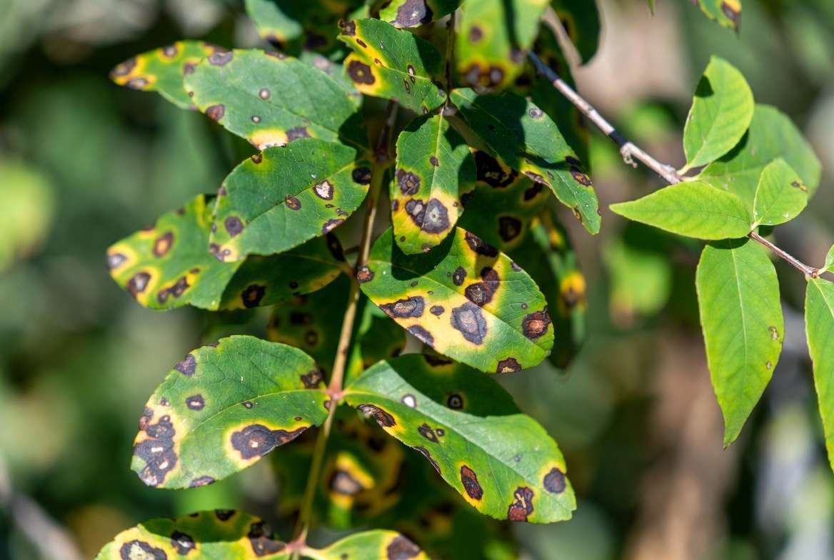 Fungal leaf spot disease symptoms with dark brown black spots on green plant leaves