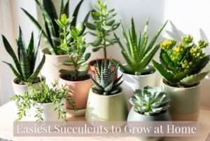 easiest succulents to grow at home