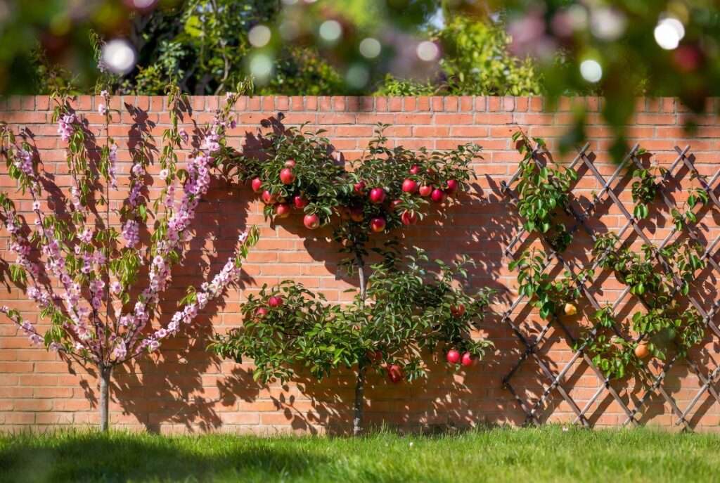 espalier design patterns (fan, cordon, lattice)