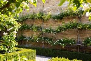 espalier examples in formal gardens