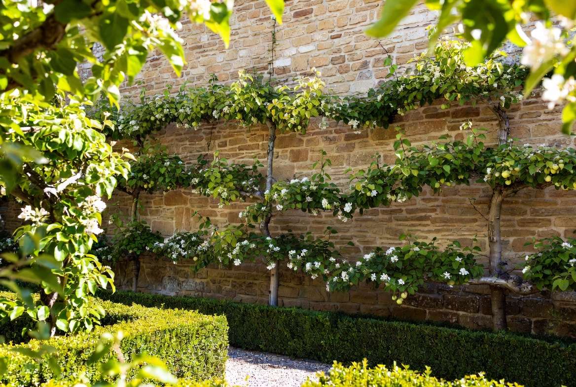 Espalier Examples in Formal Gardens: 12 Stunning Ideas