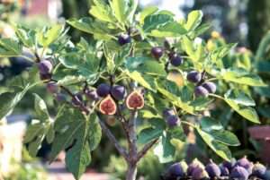 figs tree care