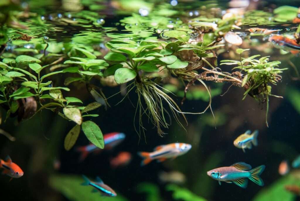 floating fish tank plants