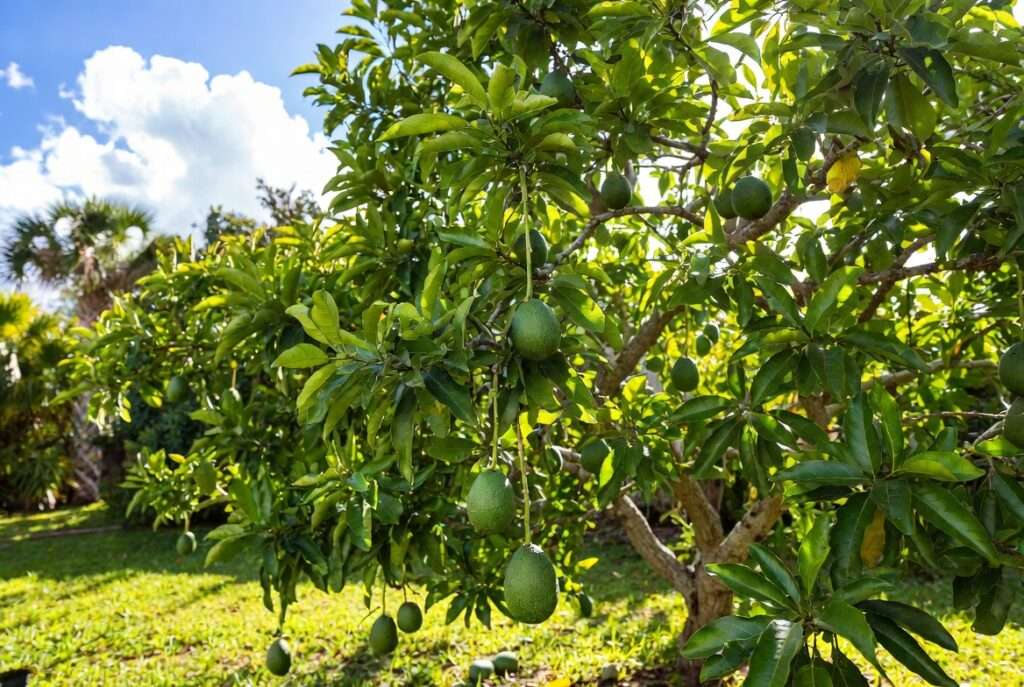 florida avocado tree