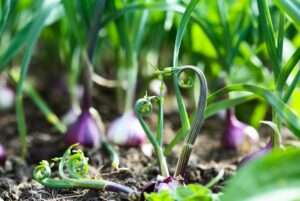 flowers on garlic plants