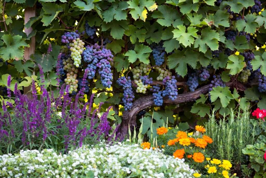 grapes companion planting