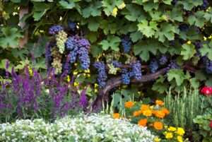 grapes companion planting