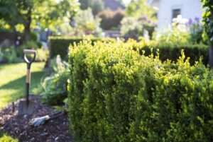 green velvet boxwood planting