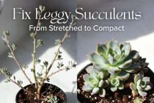 handling succulent etiolation (stretching)