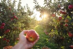 harvest management in mixed-species orchards