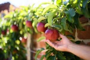 harvesting fruit from espaliered apple trees