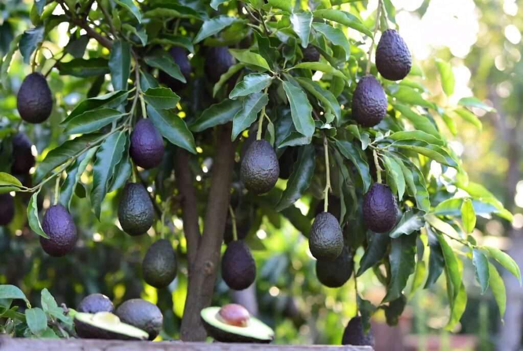 hass avocado tree