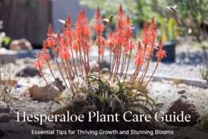 hesperaloe plant