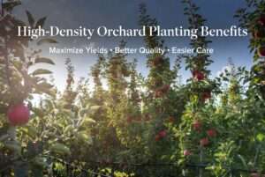 high-density orchard planting benefits