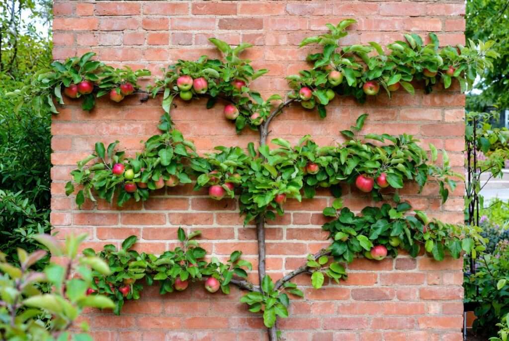 how to espalier fruit trees against a wall