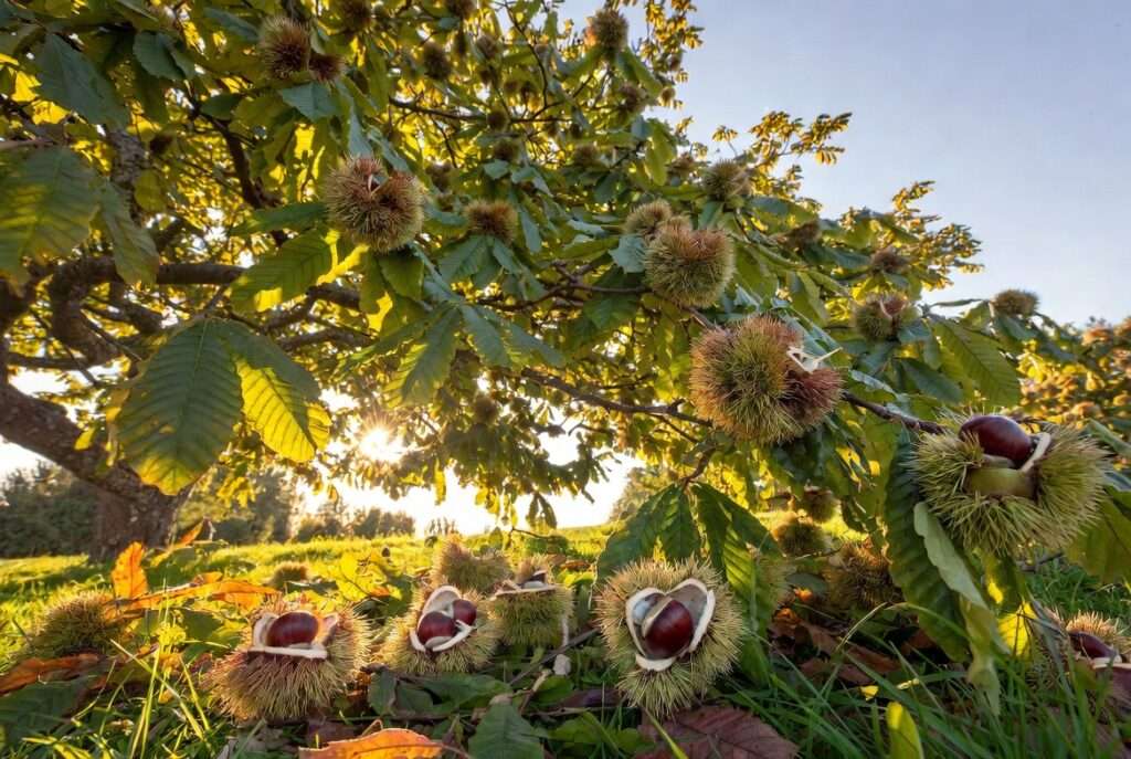 hybrid chestnut trees