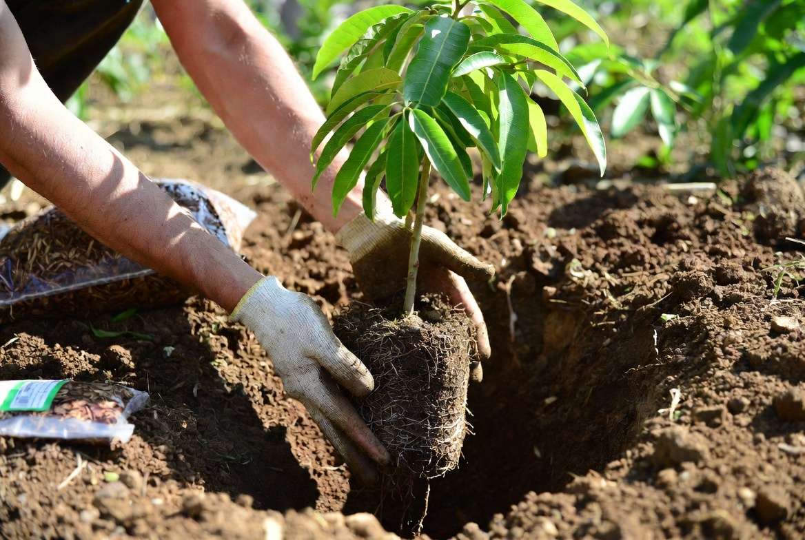 planting east indian mango tree sapling in backyard soil step by step guide