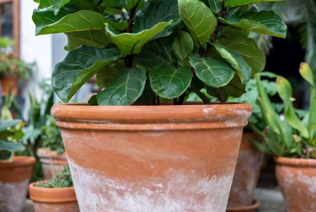 large terracotta planting pots