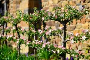 long-term maintenance of espalier forms