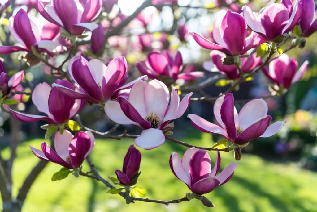 magnolia betty plant