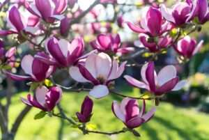 magnolia betty plant