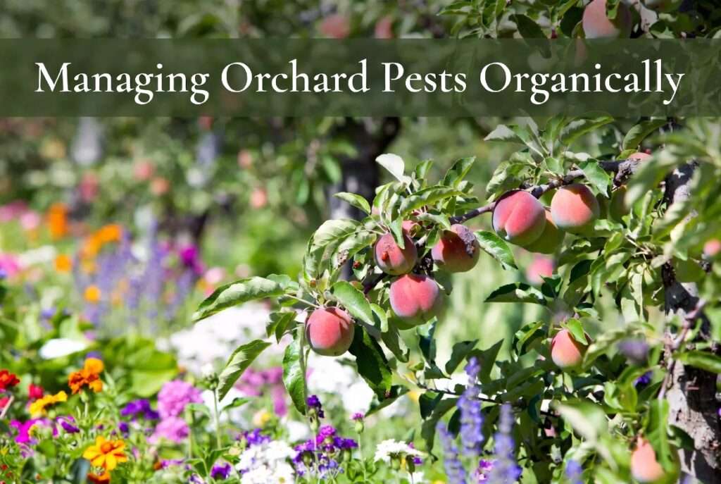 managing orchard pests organically