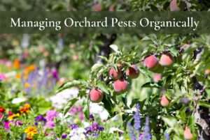 managing orchard pests organically