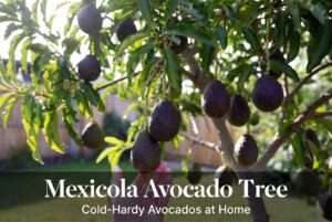 mexicola avocado tree