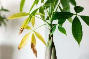 money tree plant problems